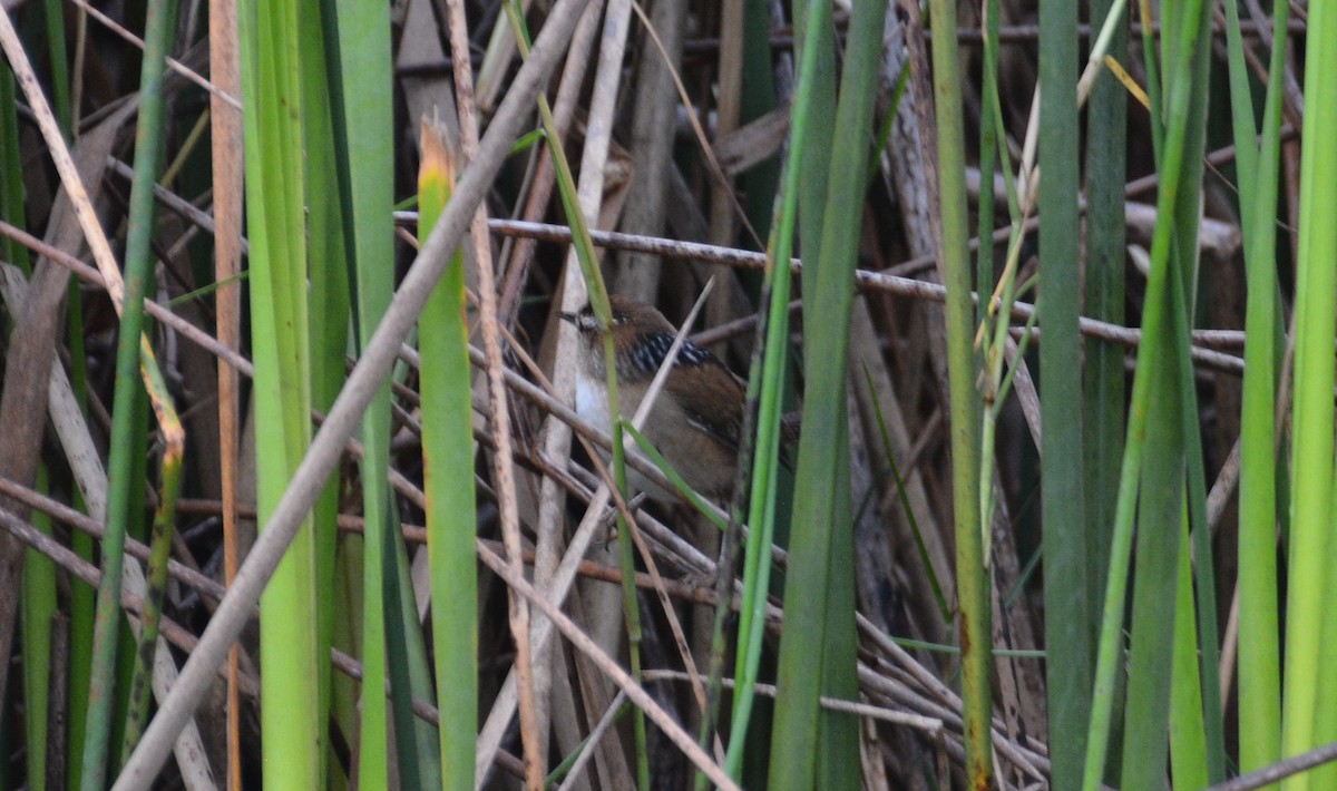 Marsh Wren - Larry Raymond