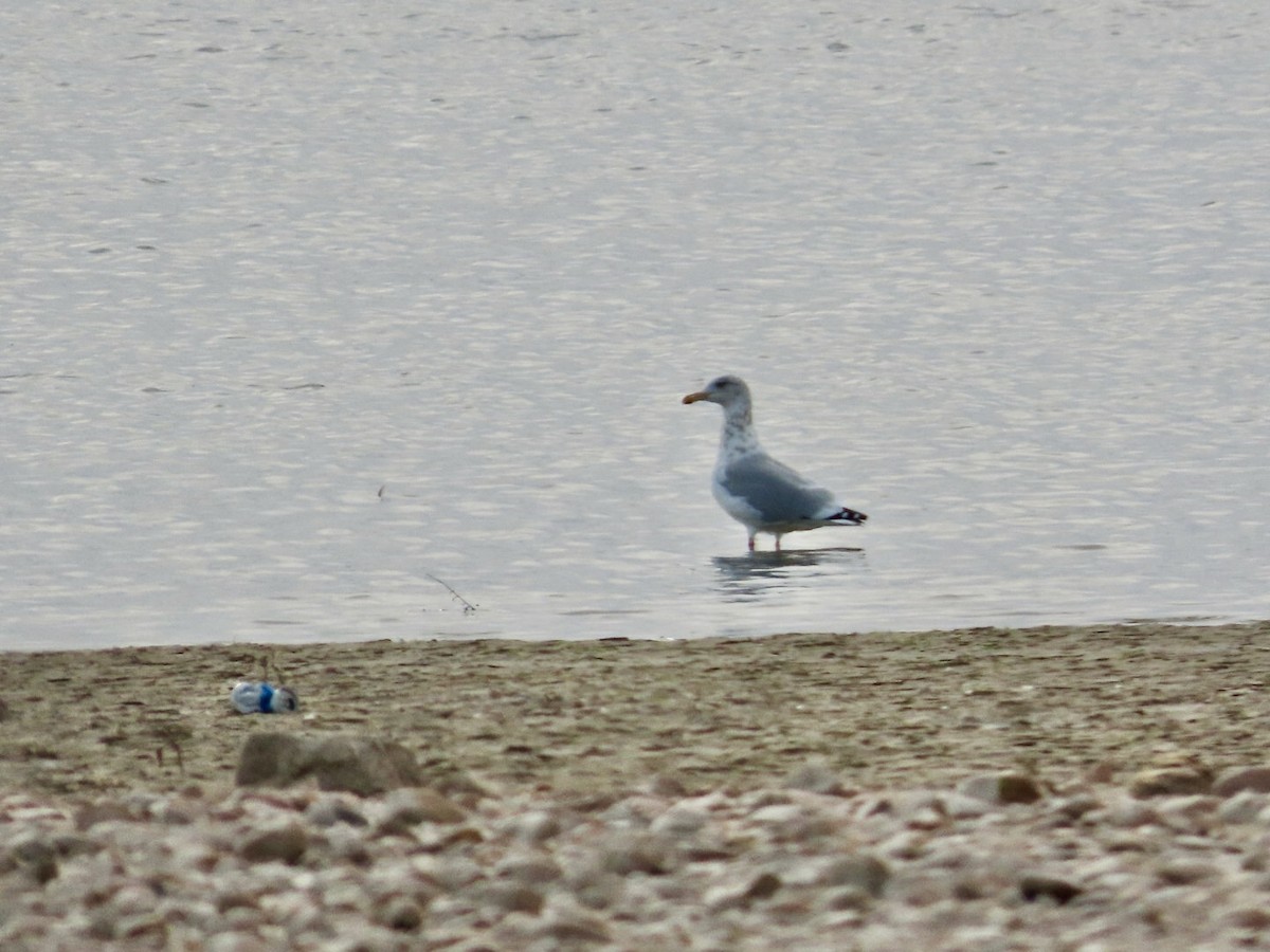 American Herring Gull - Diane Roberts