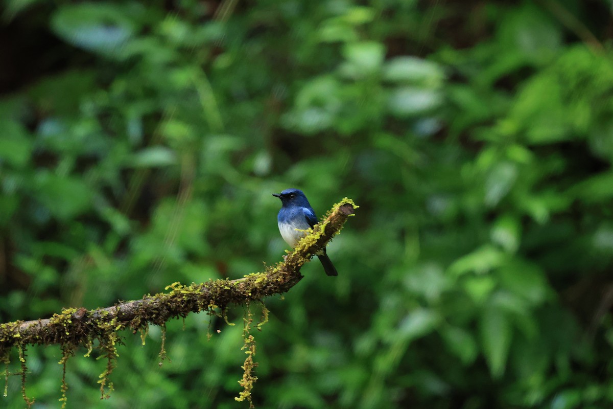 White-bellied Blue Flycatcher - ML644210369