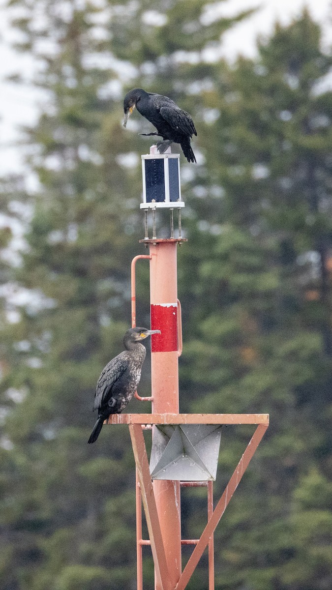 鸕鷀 - ML644210389