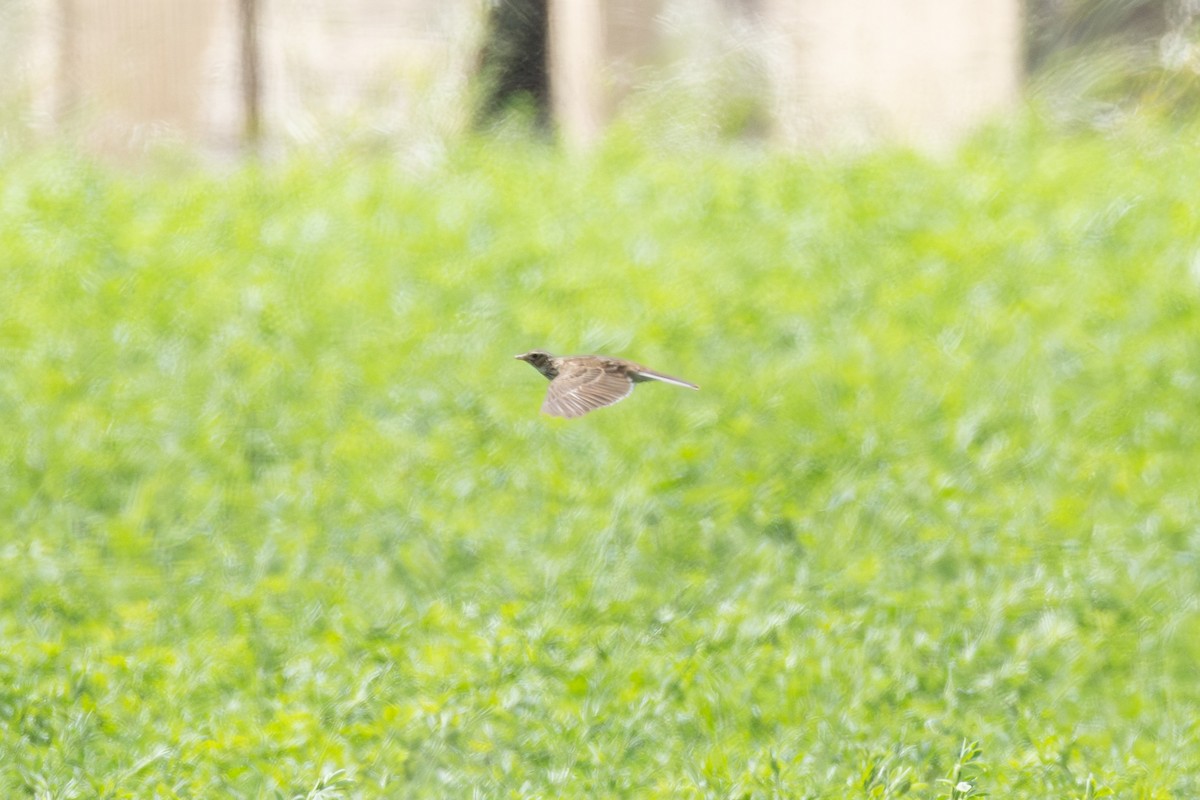 Brown Songlark - ML644210390
