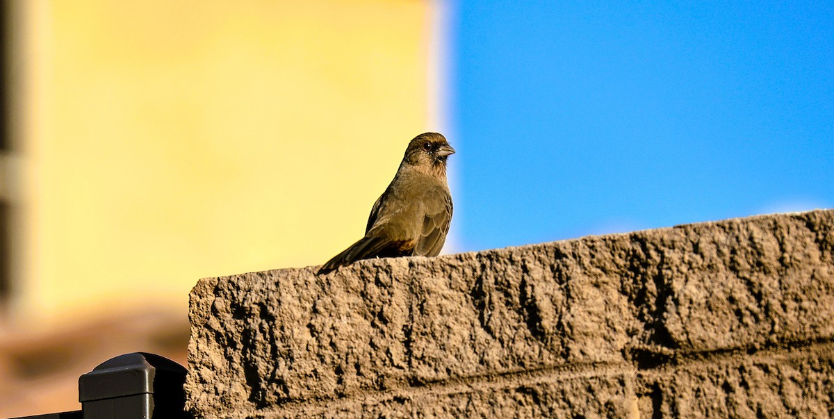 Abert's Towhee - ML644210412