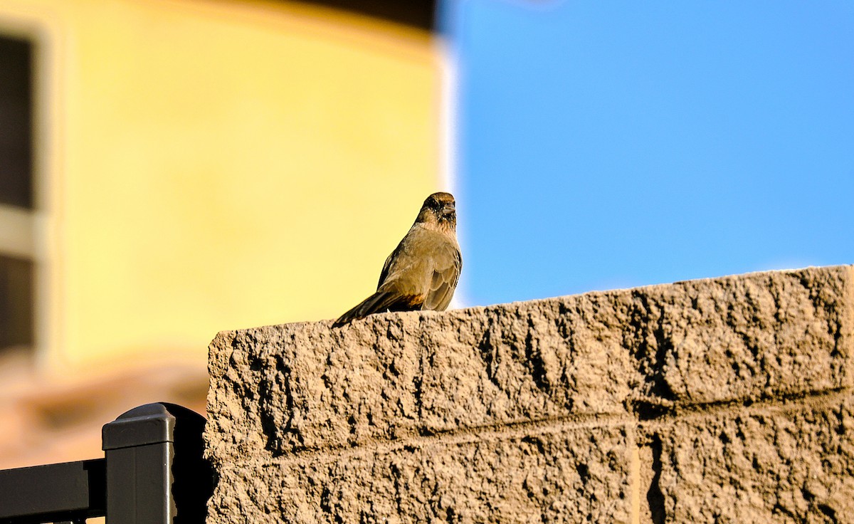 Abert's Towhee - ML644210413