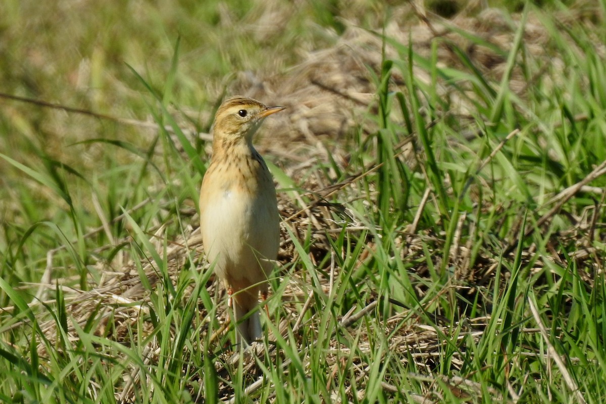 Bisbita de Richard - ML644210432
