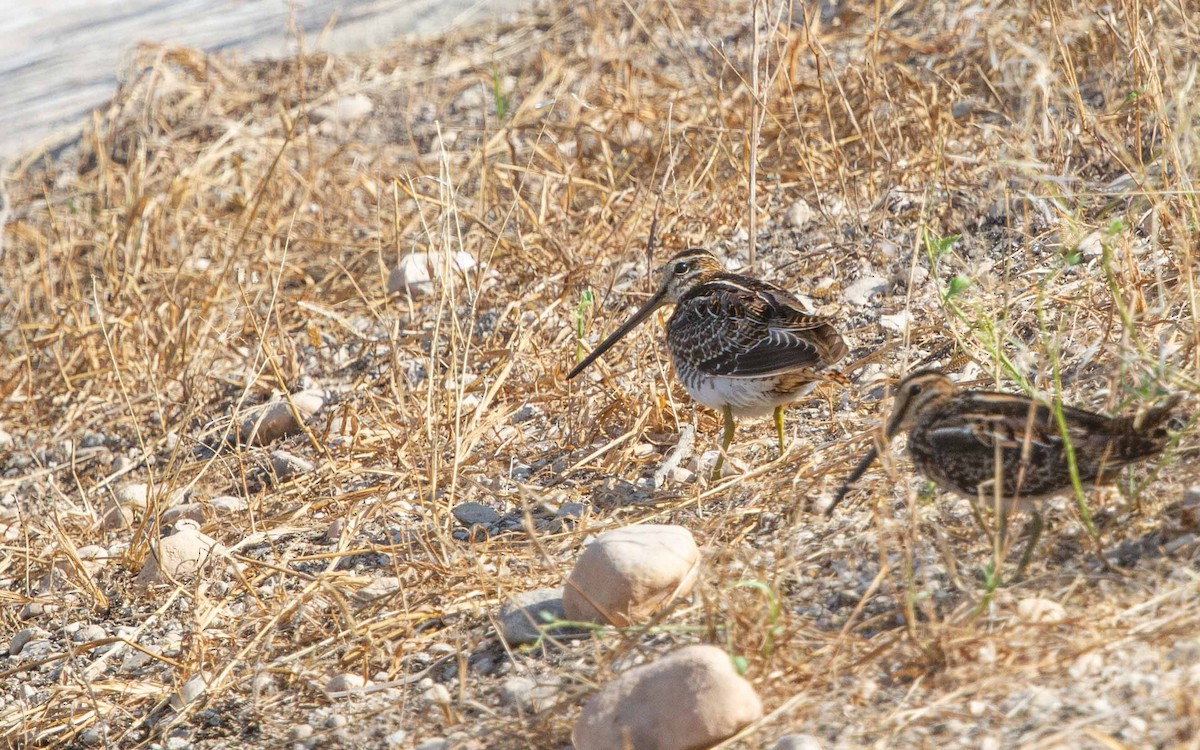 ハリオシギ - ML644210434