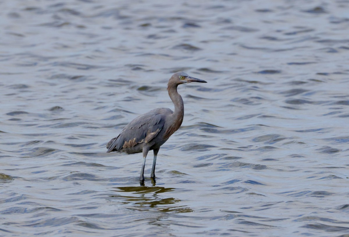 Reddish Egret - ML644210441