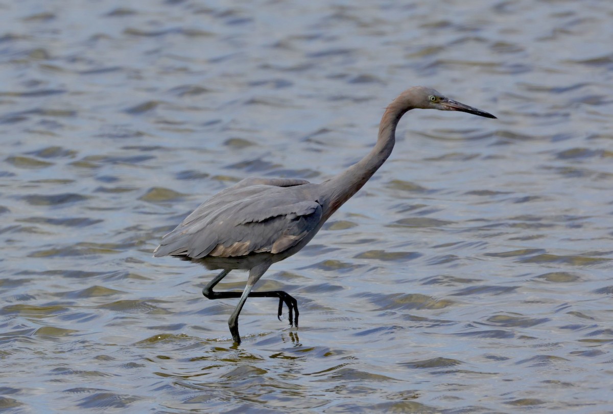Reddish Egret - ML644210447