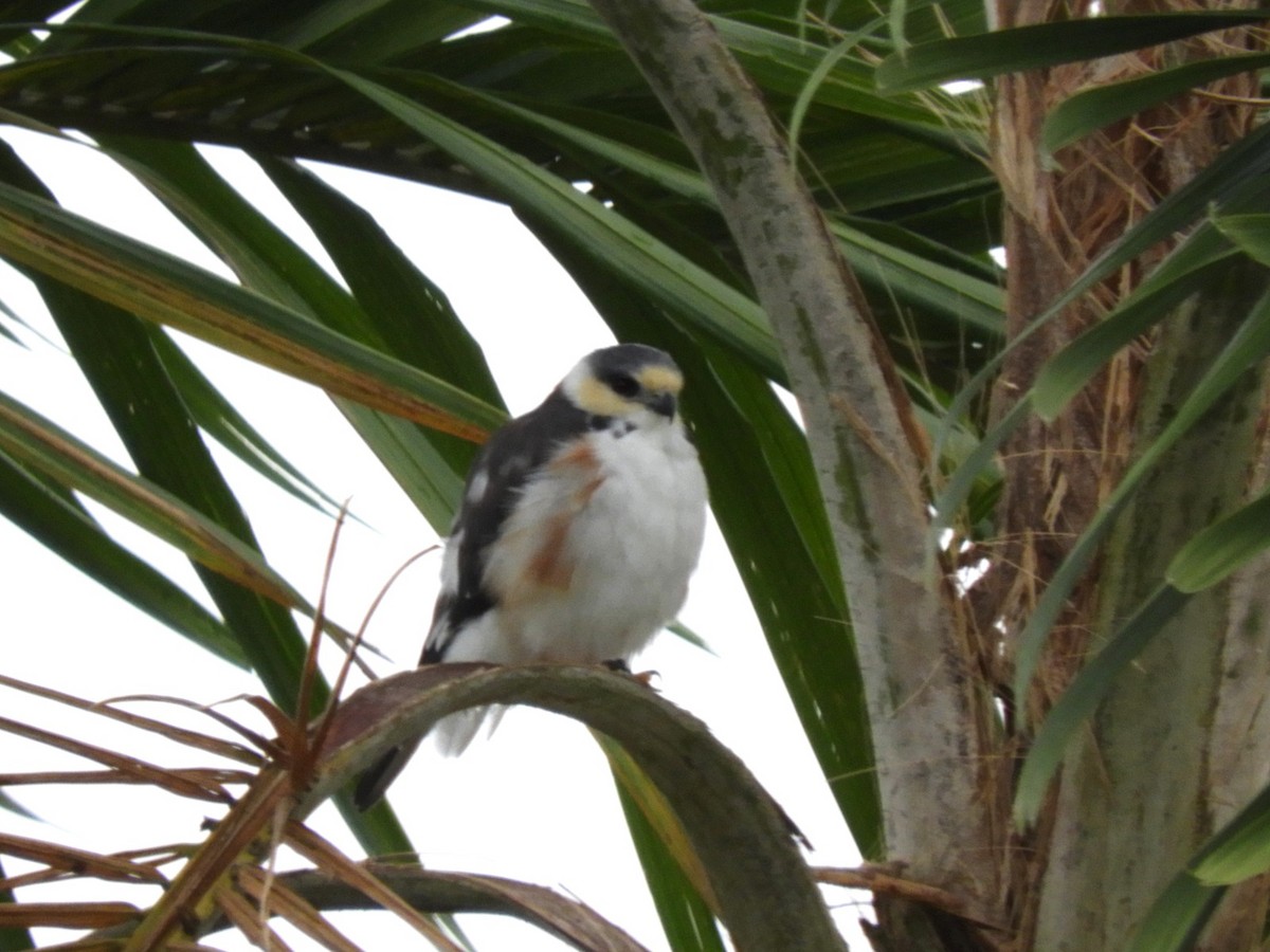 Pearl Kite - ML644210448