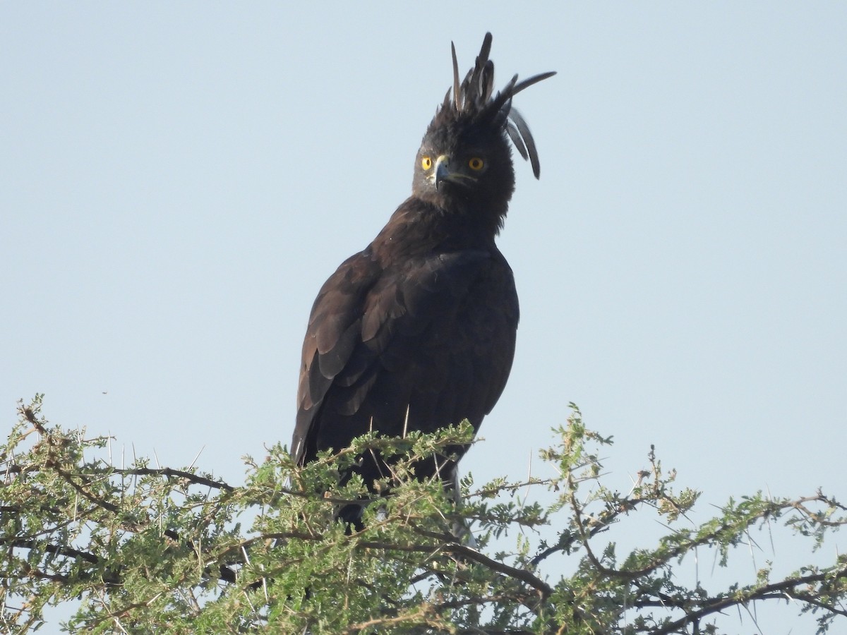 Long-crested Eagle - ML644210457