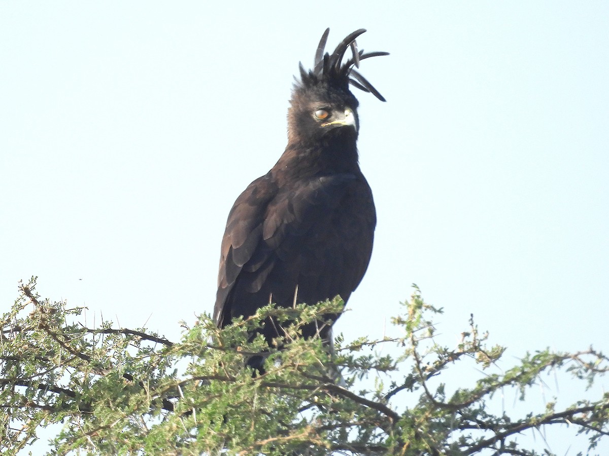 Long-crested Eagle - ML644210458