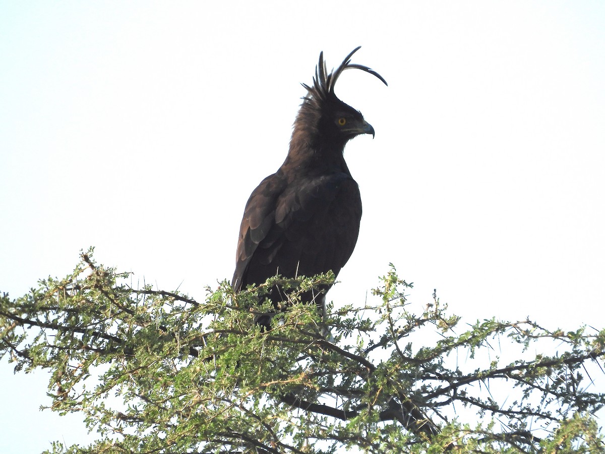 Long-crested Eagle - ML644210459