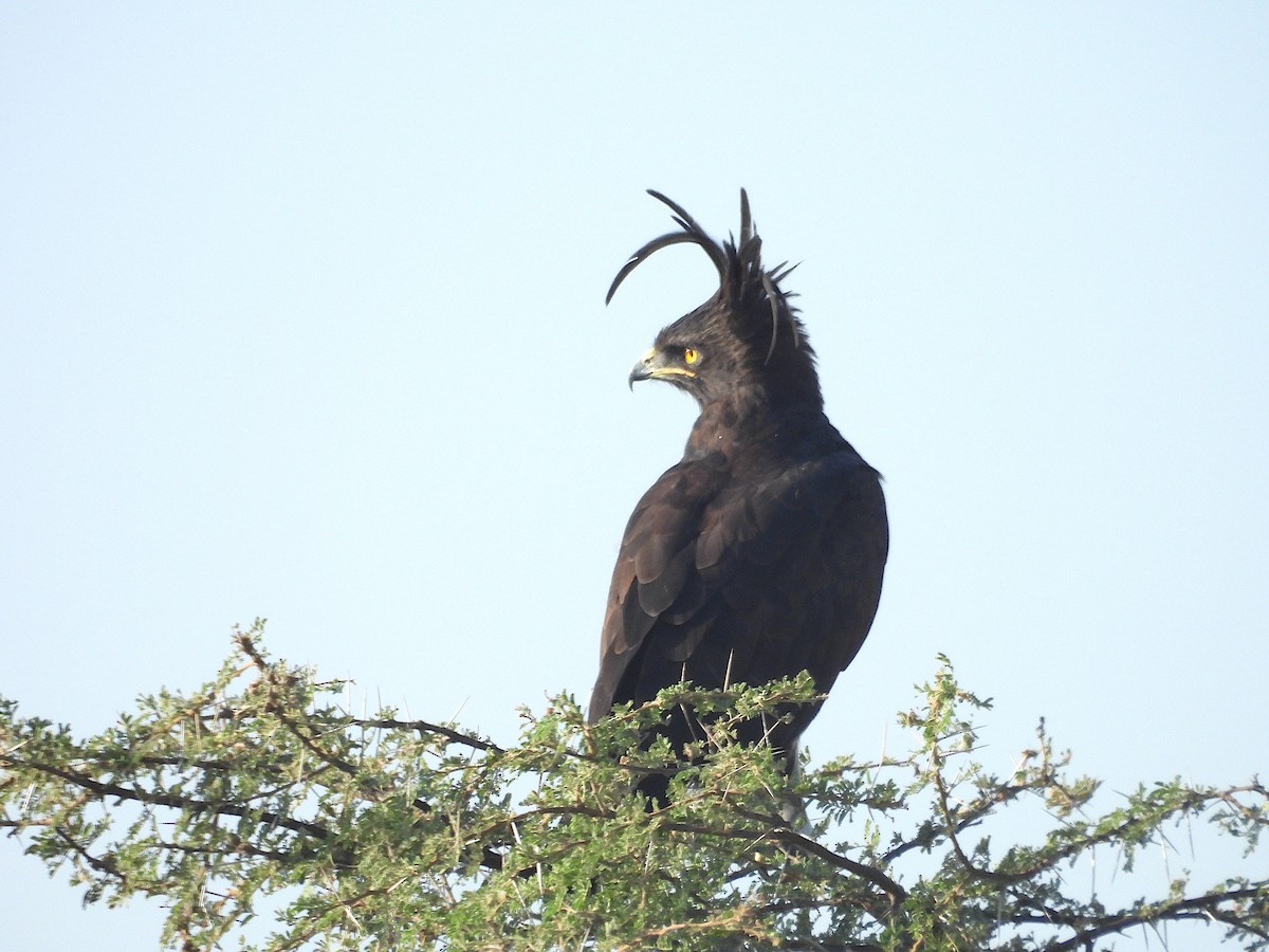 Long-crested Eagle - ML644210460