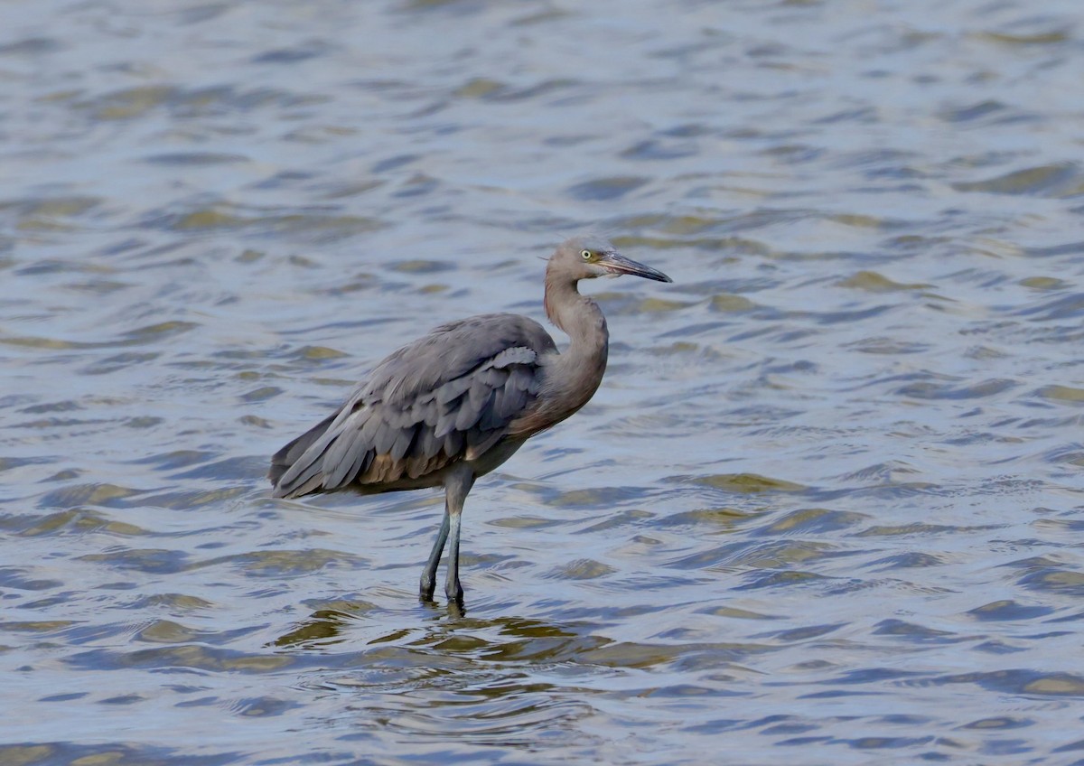 Reddish Egret - ML644210464