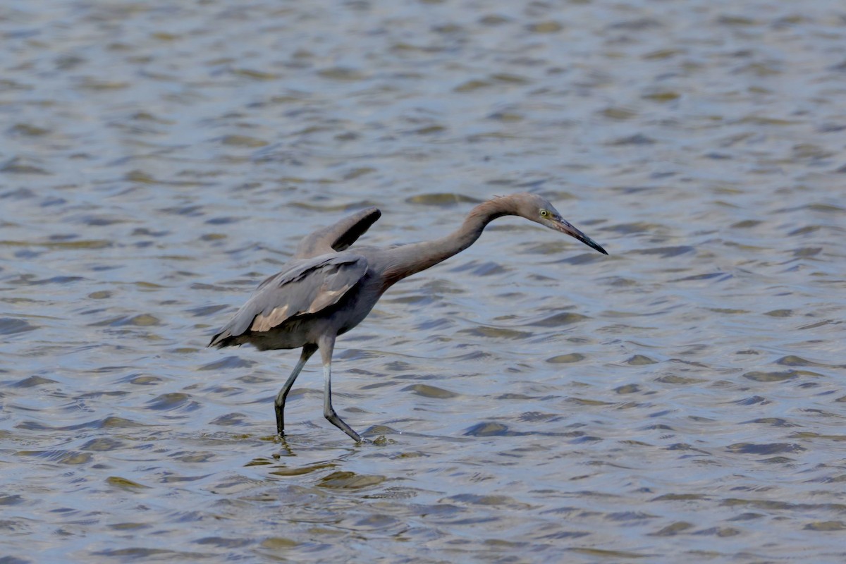 Reddish Egret - ML644210468