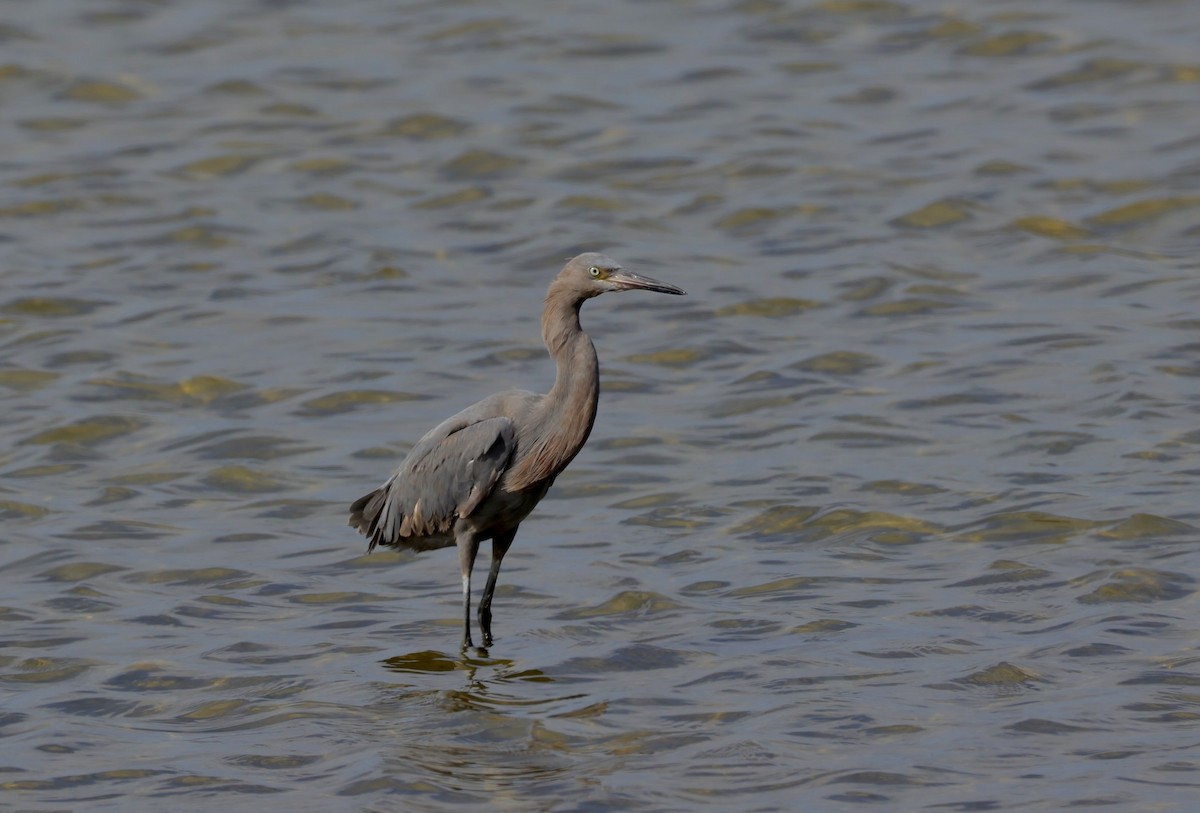 Reddish Egret - ML644210474