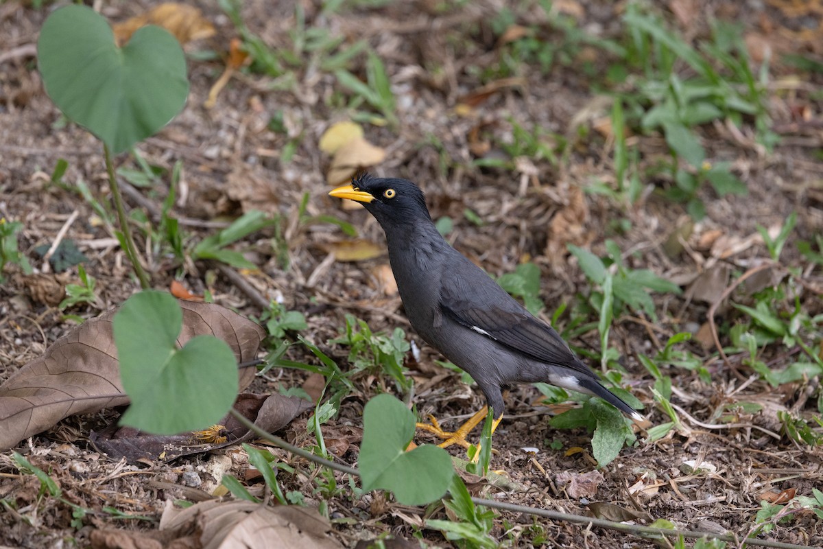 Javan Myna - ML644210475