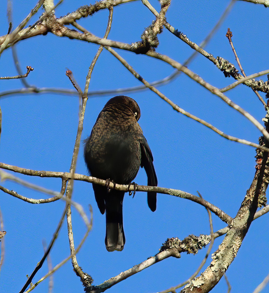 Rusty Blackbird - ML644210497