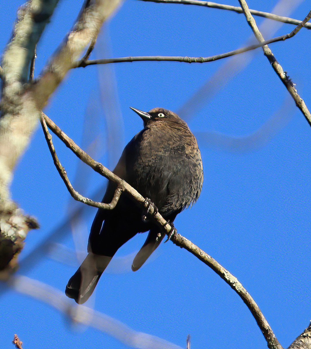 Rusty Blackbird - ML644210498