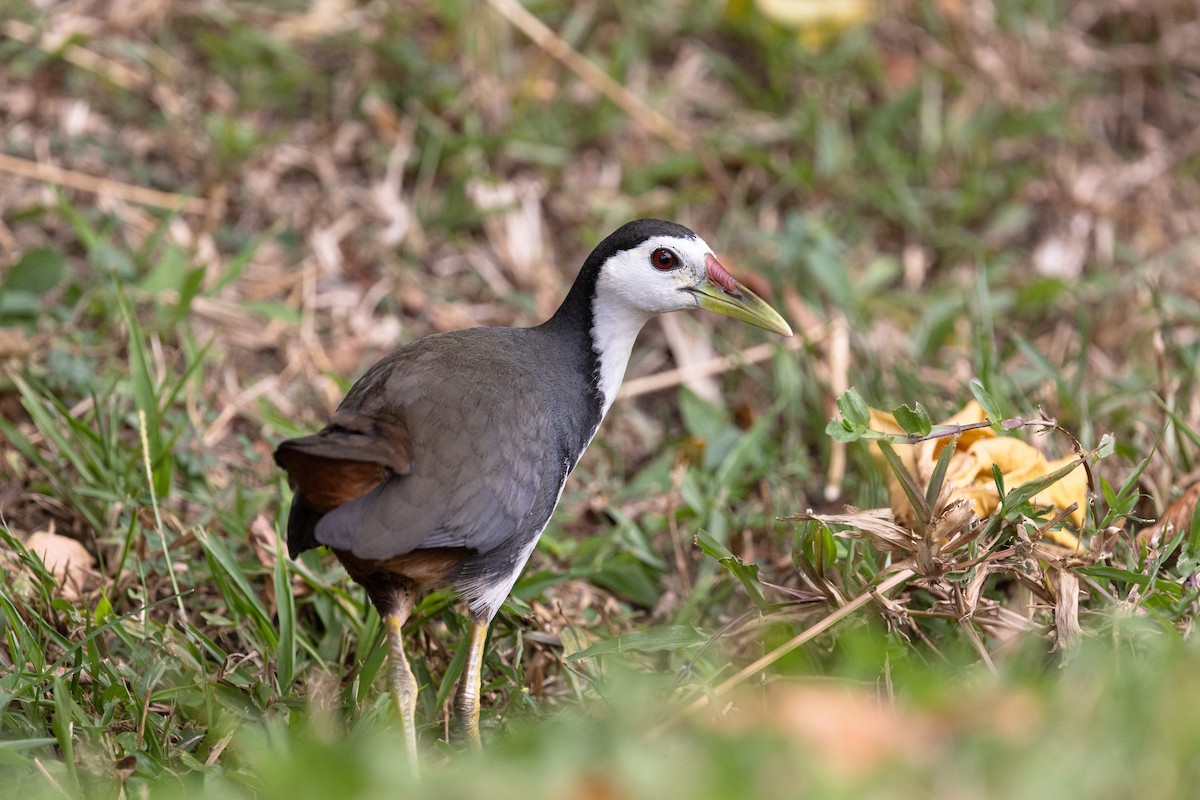 סופית לבנת-חזה - ML644210508