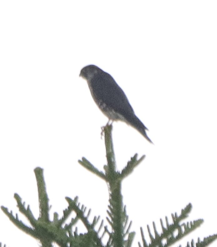 Merlin - ML644210511