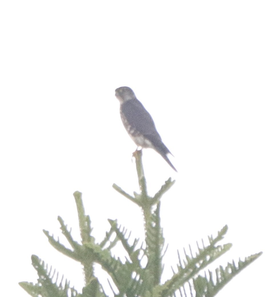 Merlin - ML644210512