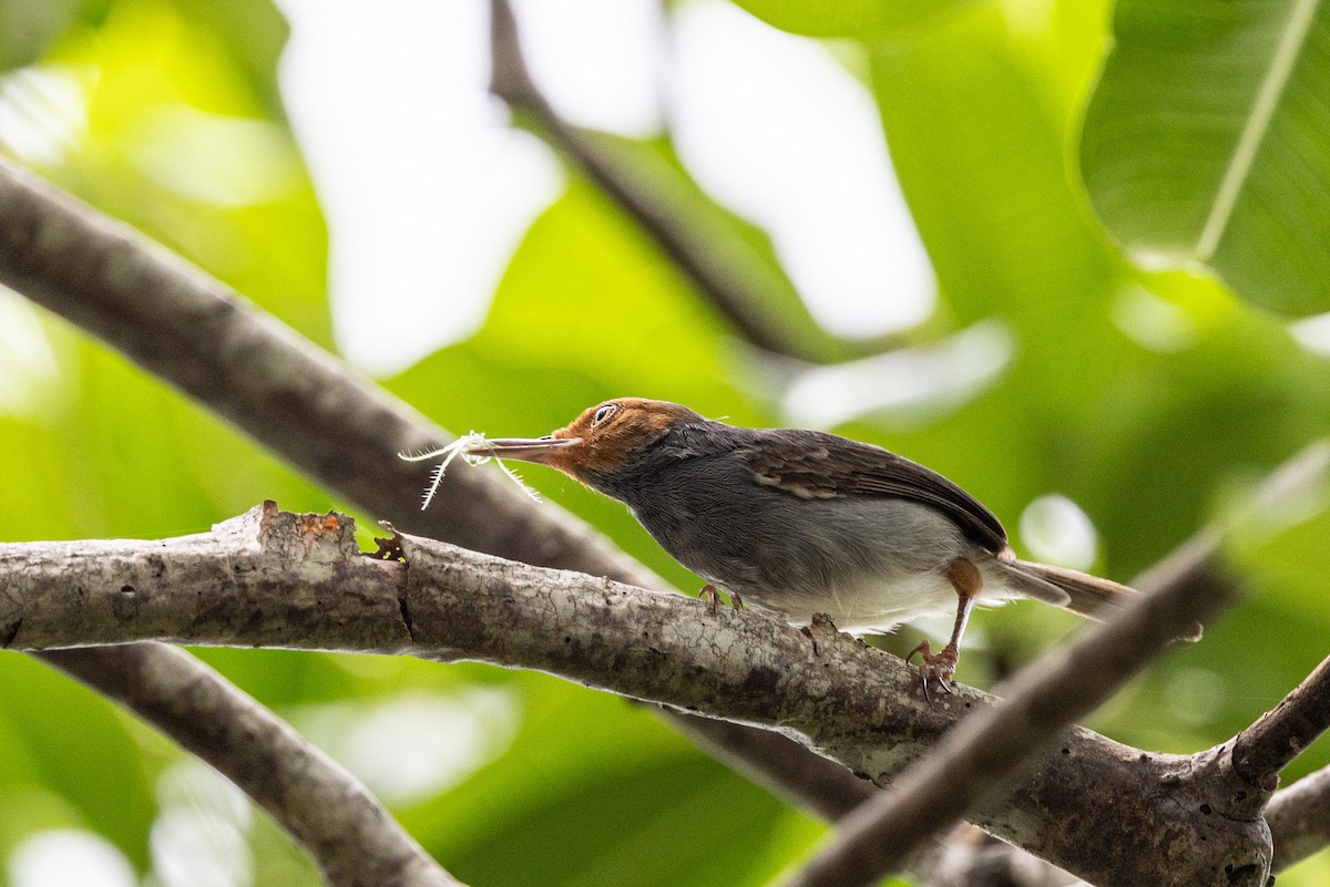 Ashy Tailorbird - ML644210518