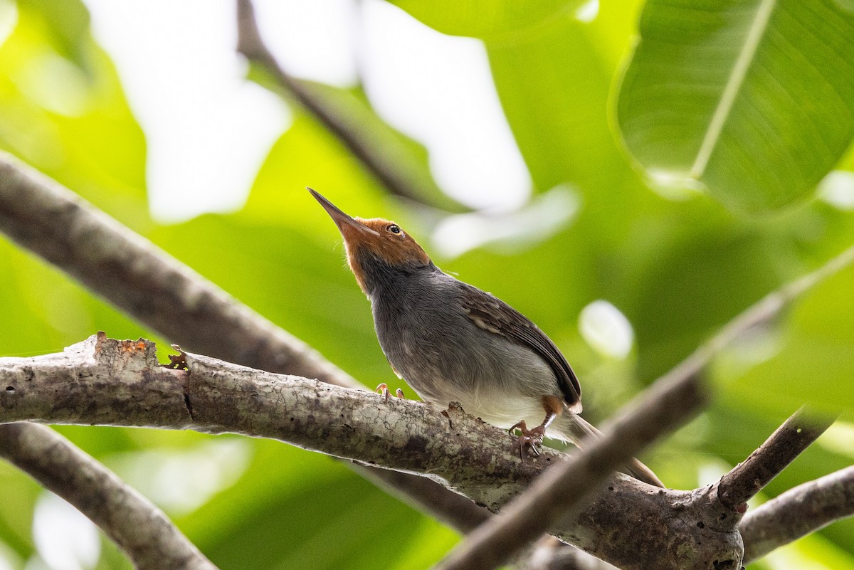 Ashy Tailorbird - ML644210519