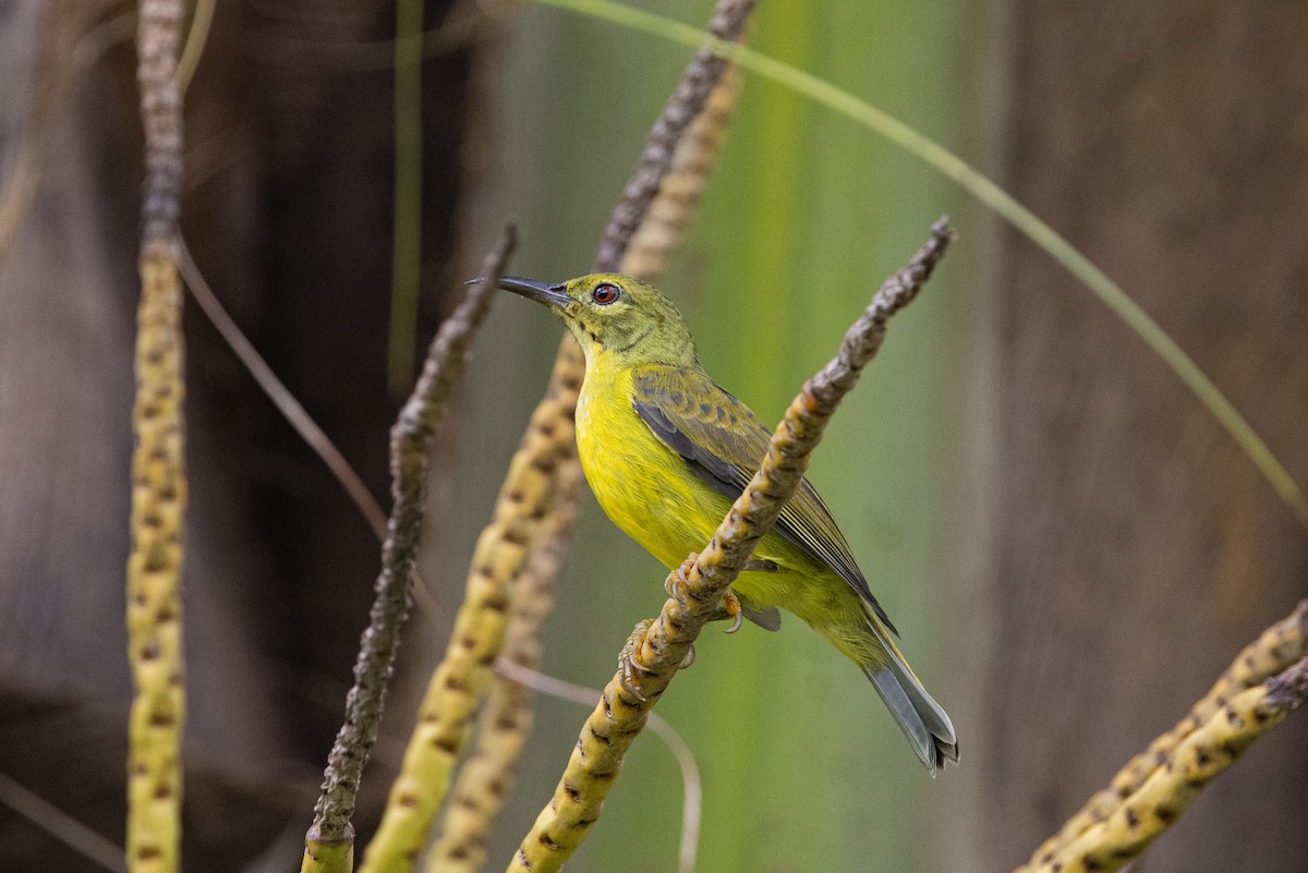 Brown-throated Sunbird - ML644210524