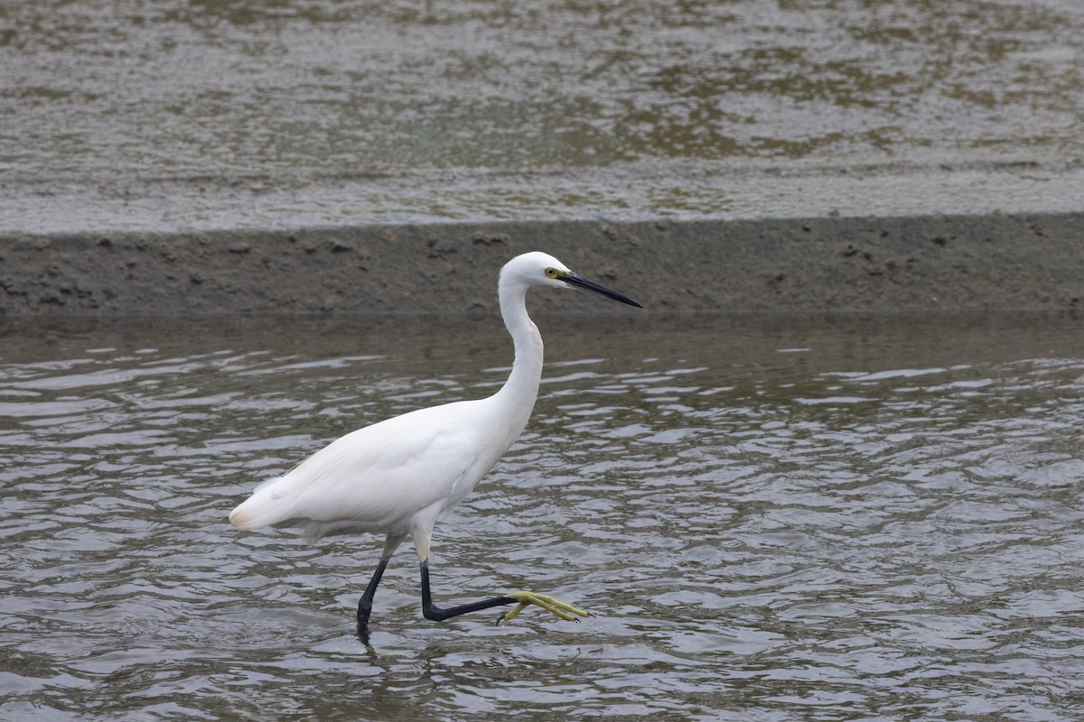 לבנית קטנה (מערבית) - ML644210537