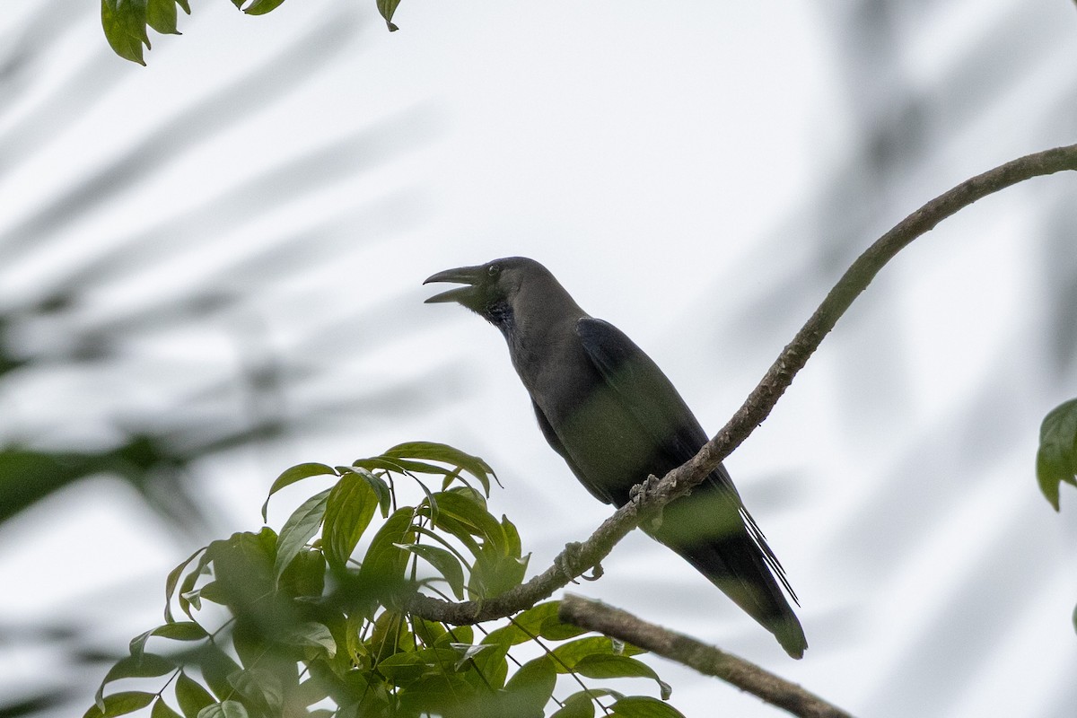 עורב הודי - ML644210540