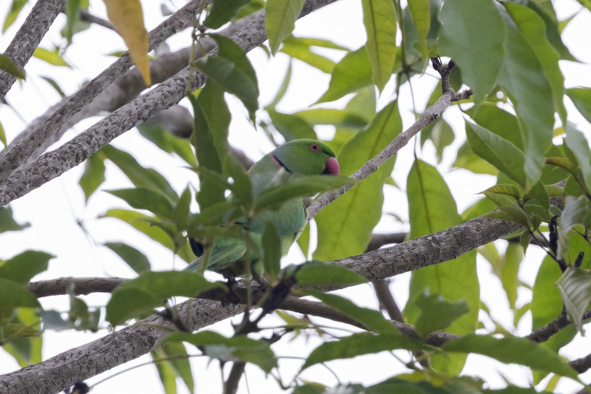 דררה - ML644210542