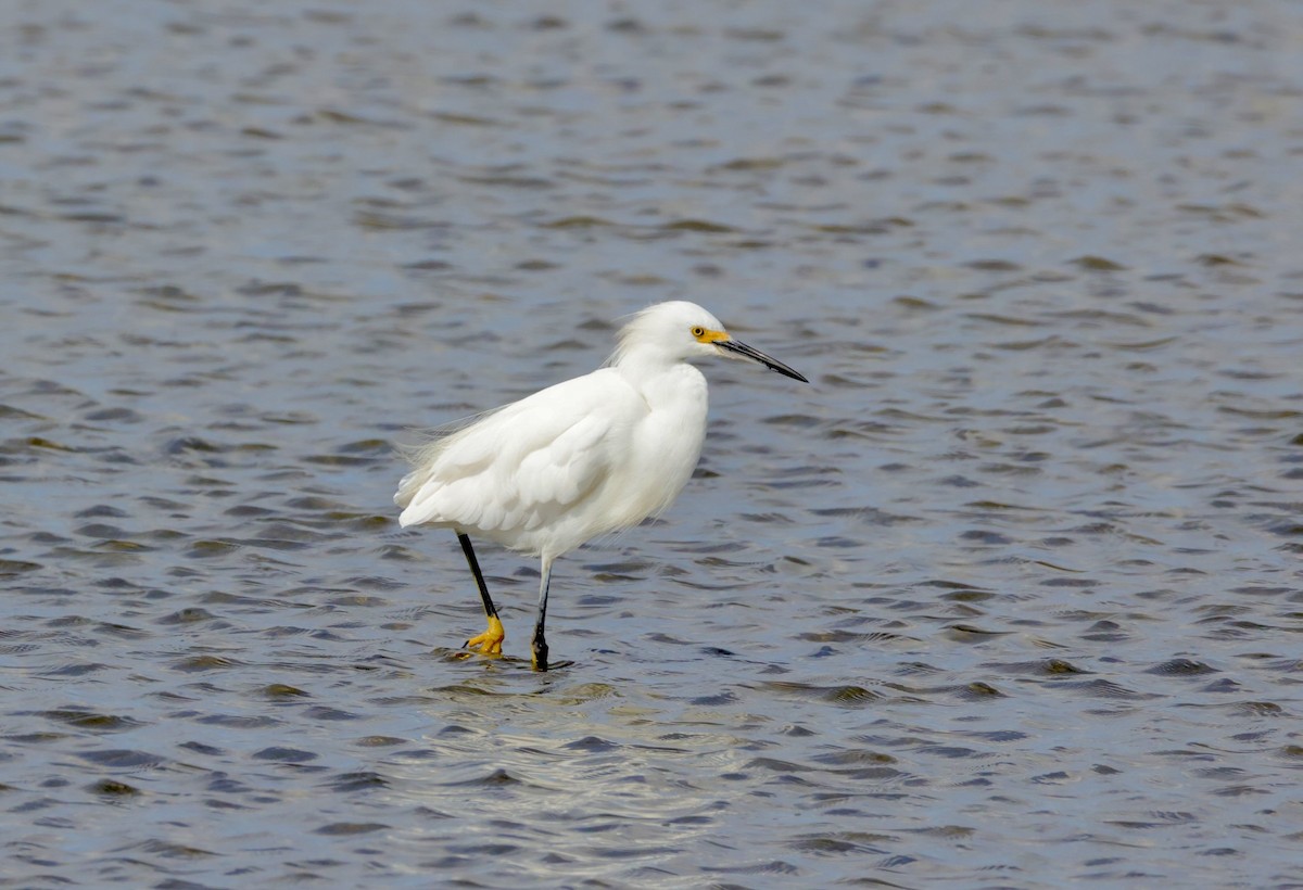 Snowy Egret - ML644210545
