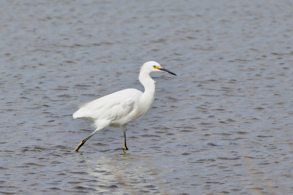 Snowy Egret - ML644210548