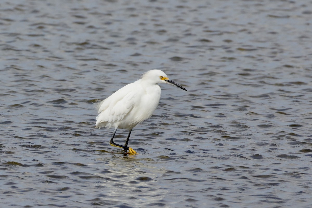 Snowy Egret - ML644210551