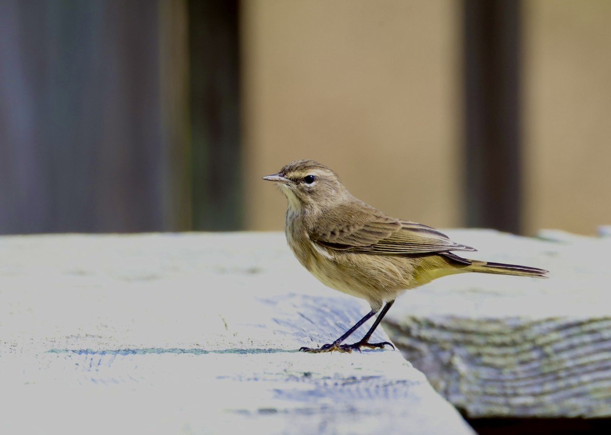 Palm Warbler (Western) - ML644210558