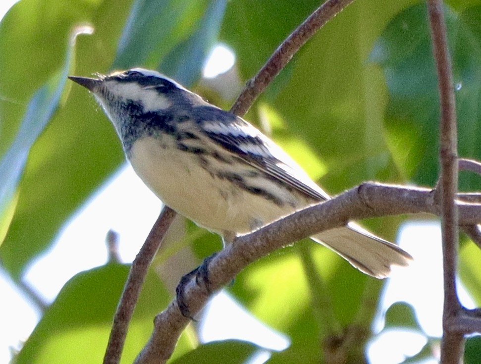 Black-throated Gray Warbler - ML644210577