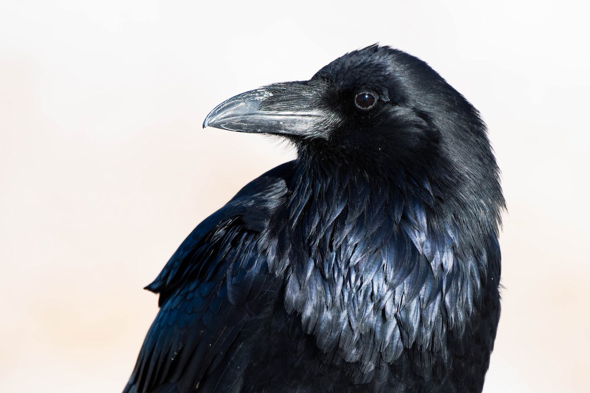 Kolkrabe - ML644210624