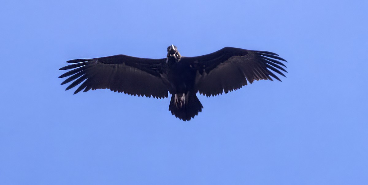 Cinereous Vulture - ML644210631