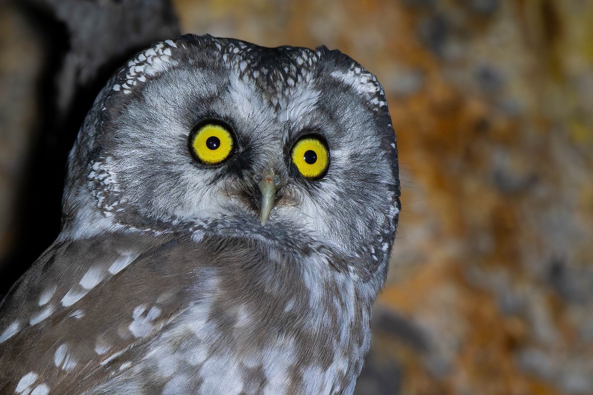 Савагт ариан - ML644210641