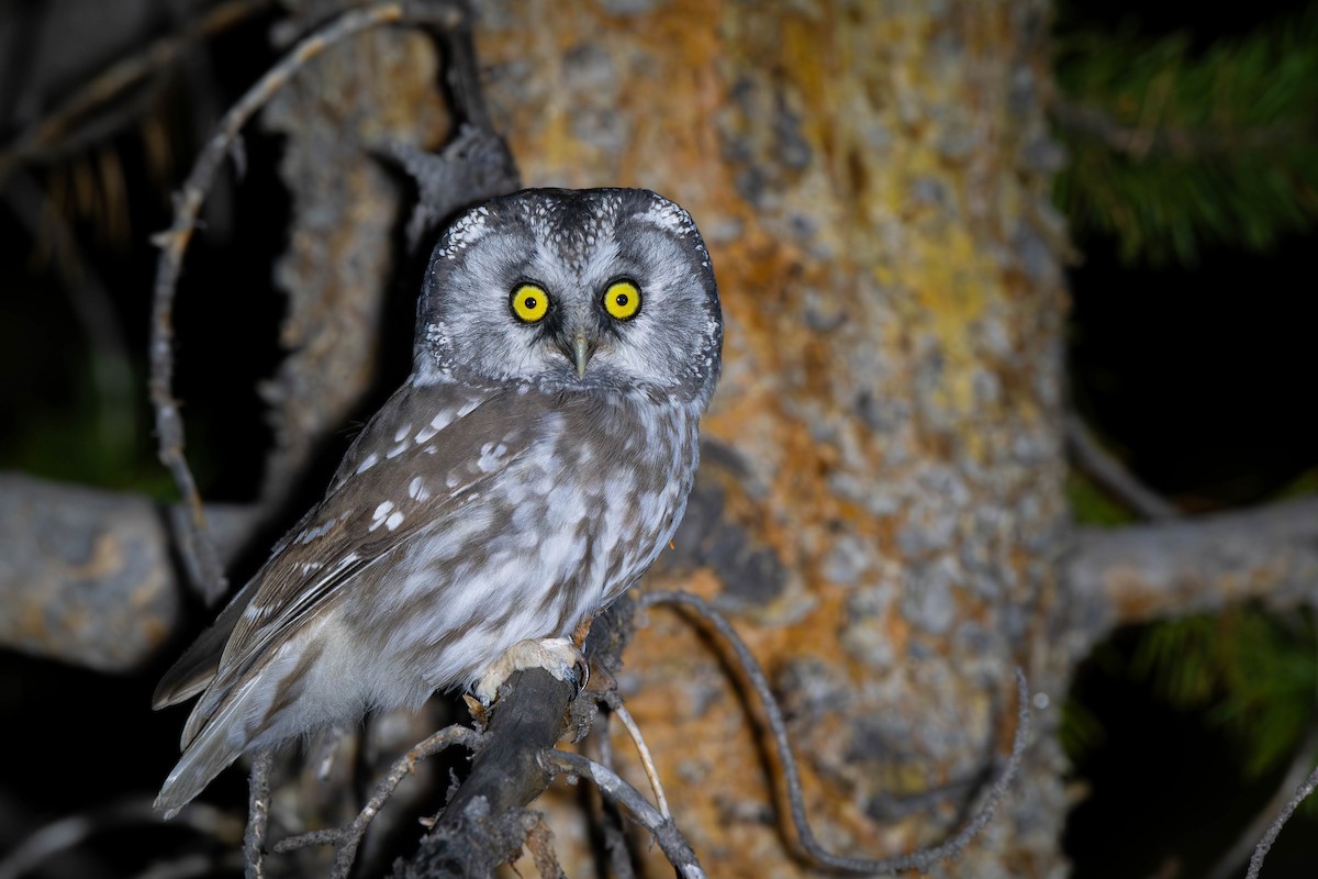 Савагт ариан - ML644210642