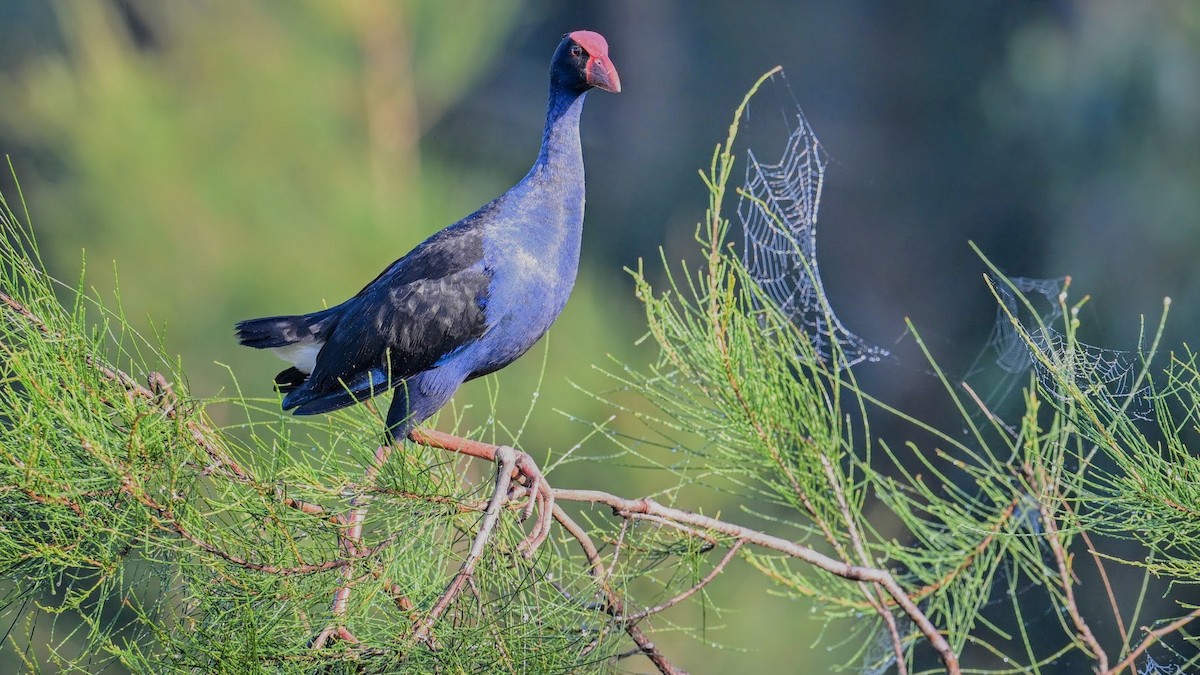 Australasian Swamphen - ML644210657