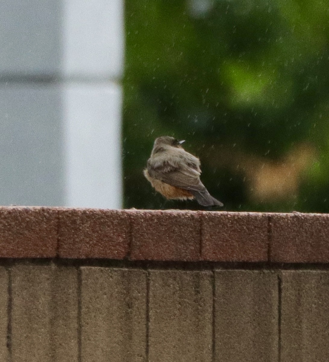 Say's Phoebe - ML644210658