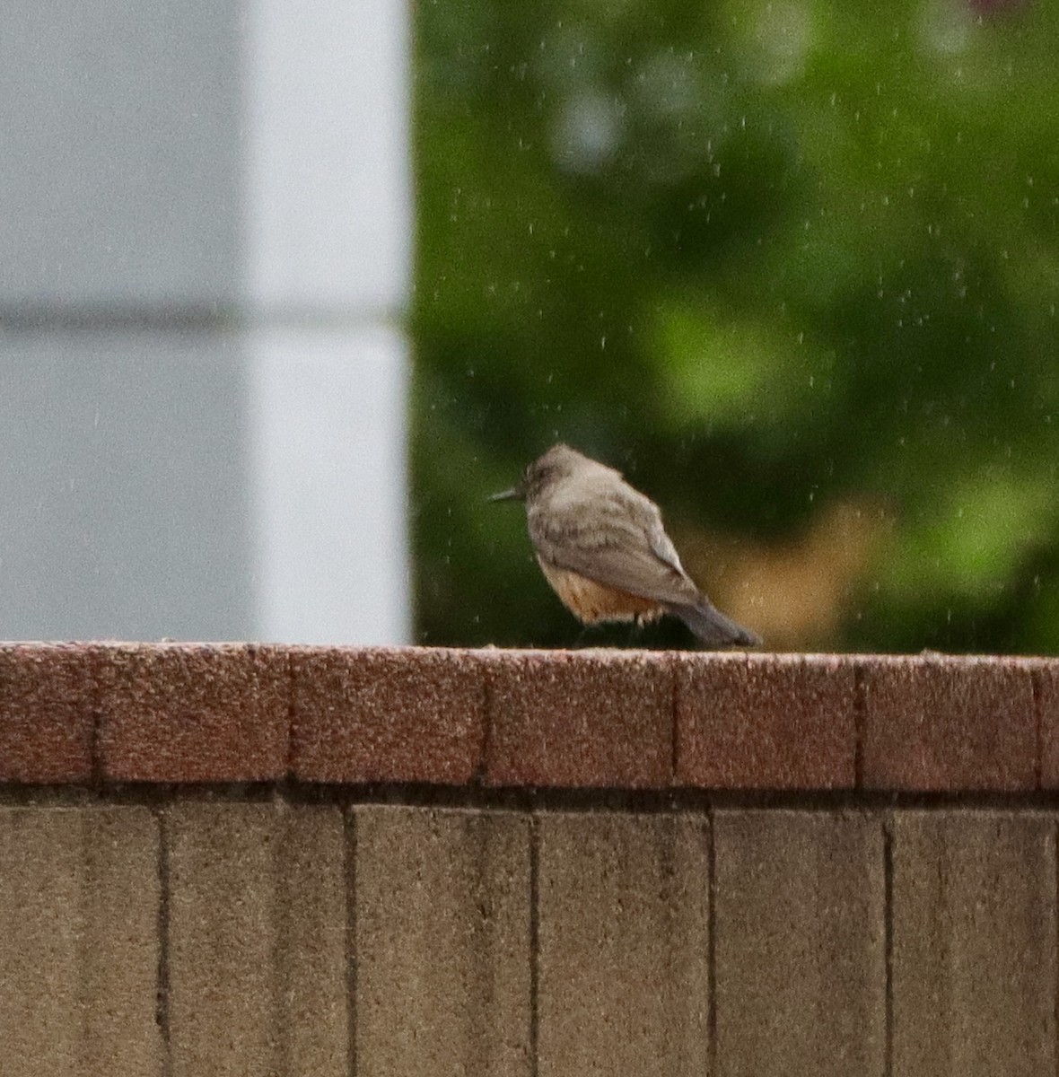 Say's Phoebe - ML644210659