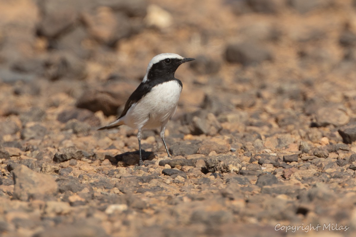Mourning Wheatear (Maghreb) - ML644210671