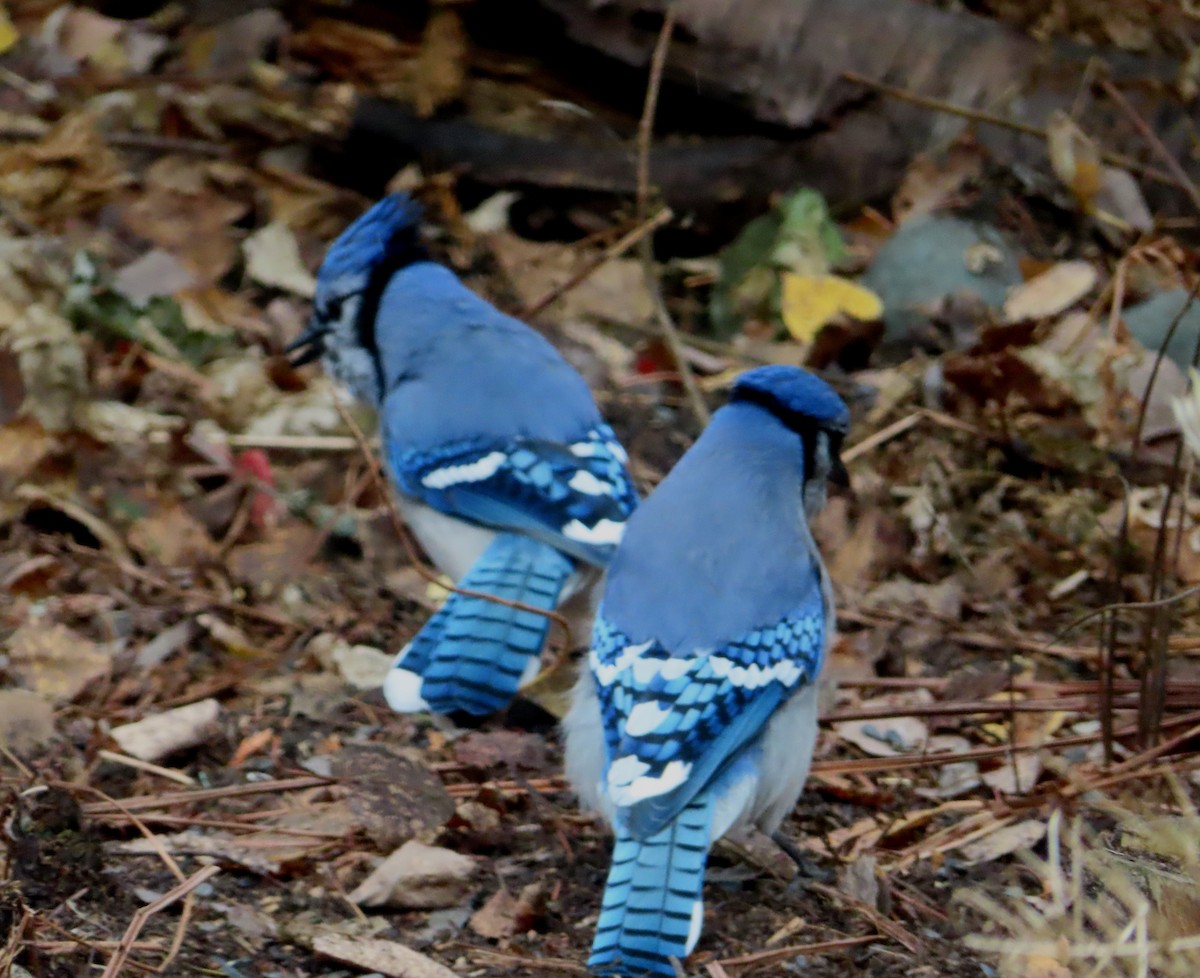 Blue Jay - ML644210673
