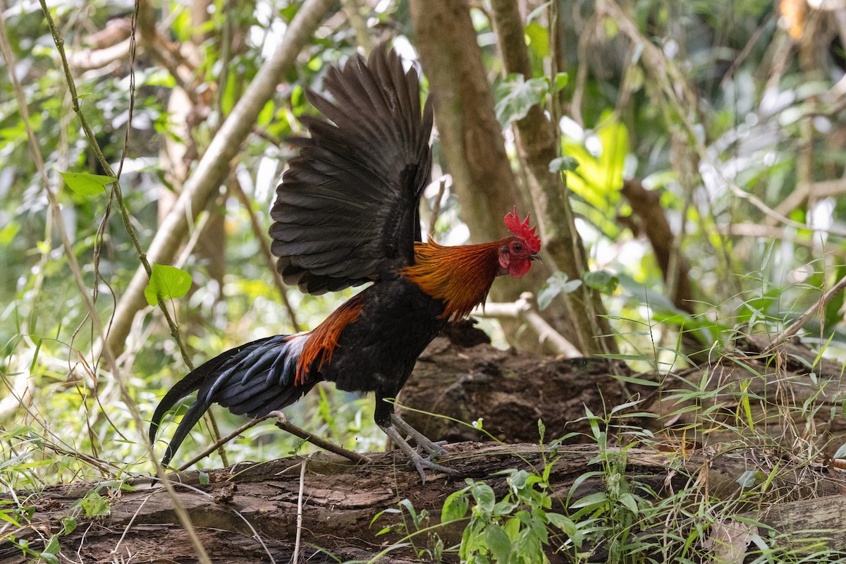 תרנגול בר - ML644210686