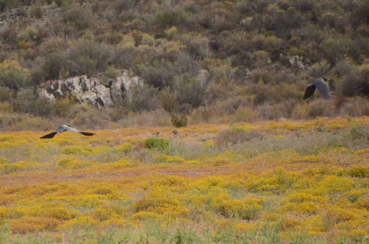 Cape Crow - ML644210691