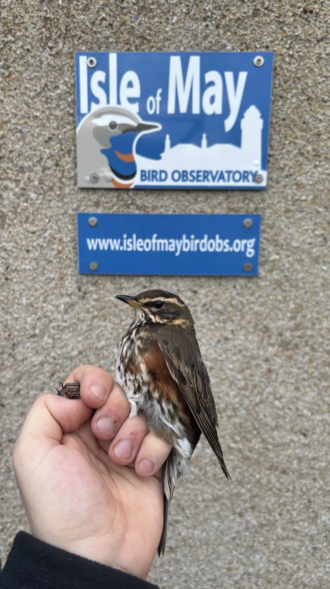 Redwing (Eurasian) - ML644210700