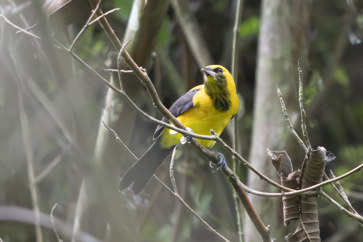 Yellow-backed Oriole - ML644210708