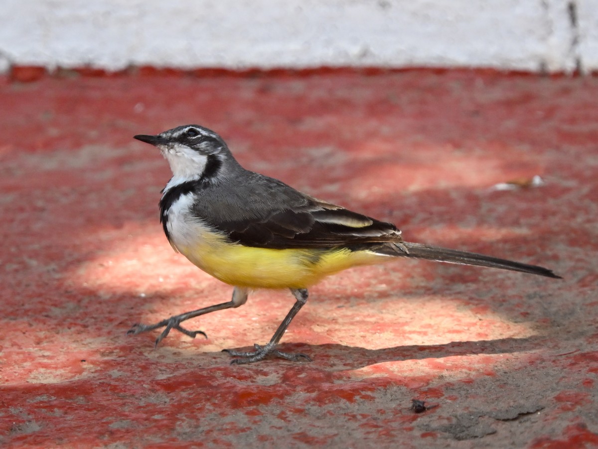 Madagascar Wagtail - ML644210710